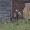 claybank 2011 pic 8.jpg claybank 2011 pic 8.jpg