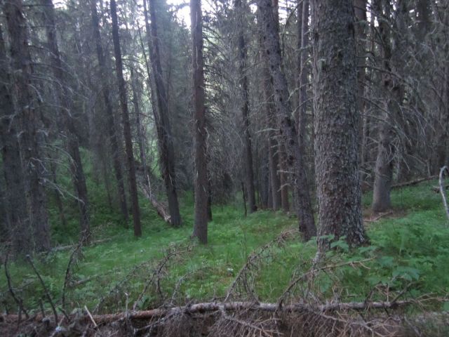 Looking down to the North side of the field.