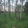 NW area, flat tree'd and grassy NW area, flat tree'd and grassy